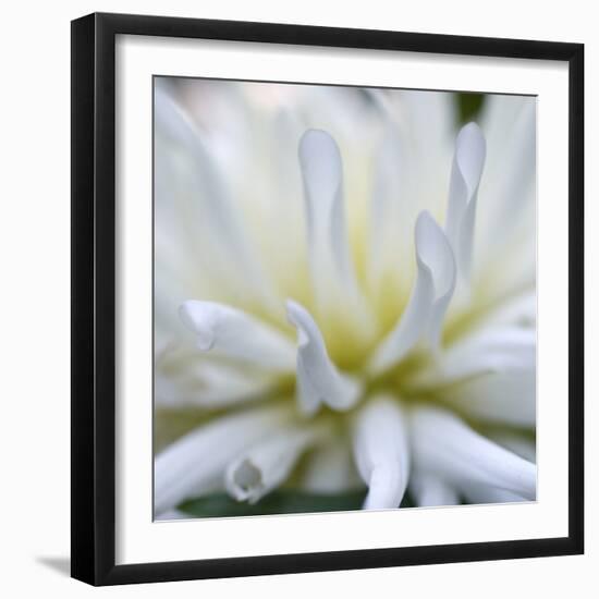 Dahlia Abstract-Anna Miller-Framed Photographic Print