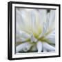 Dahlia Abstract-Anna Miller-Framed Photographic Print