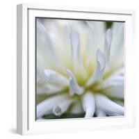 Dahlia Abstract-Anna Miller-Framed Photographic Print