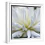 Dahlia Abstract-Anna Miller-Framed Photographic Print