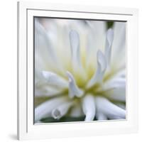 Dahlia Abstract-Anna Miller-Framed Photographic Print