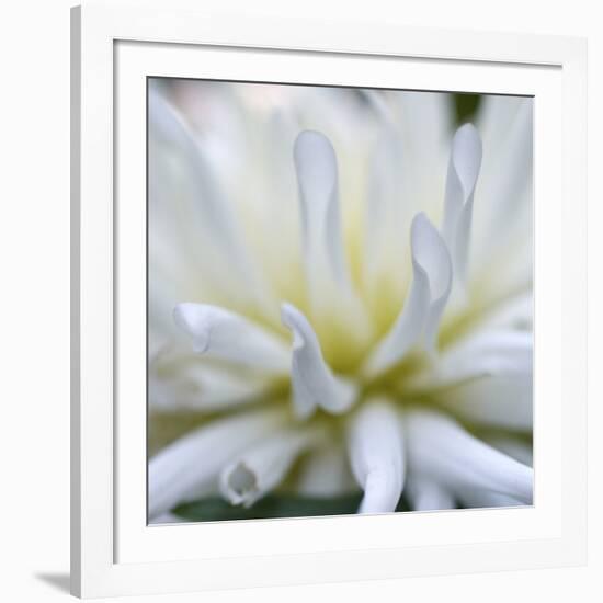 Dahlia Abstract-Anna Miller-Framed Photographic Print