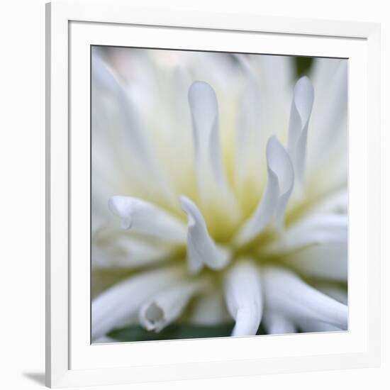 Dahlia Abstract-Anna Miller-Framed Photographic Print