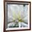 Dahlia Abstract-Anna Miller-Framed Photographic Print