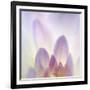 Dahlia Abstract-Anna Miller-Framed Photographic Print