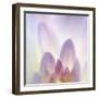 Dahlia Abstract-Anna Miller-Framed Photographic Print