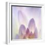 Dahlia Abstract-Anna Miller-Framed Photographic Print