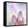 Dahlia Abstract-Anna Miller-Framed Stretched Canvas