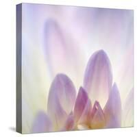 Dahlia Abstract-Anna Miller-Stretched Canvas