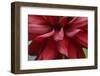 Dahlia Abstract-Anna Miller-Framed Photographic Print