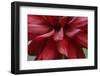 Dahlia Abstract-Anna Miller-Framed Photographic Print