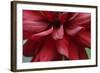 Dahlia Abstract-Anna Miller-Framed Photographic Print