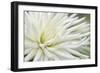 Dahlia Abstract-Anna Miller-Framed Photographic Print