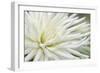 Dahlia Abstract-Anna Miller-Framed Photographic Print