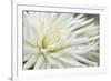 Dahlia Abstract-Anna Miller-Framed Photographic Print