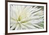 Dahlia Abstract-Anna Miller-Framed Photographic Print