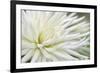 Dahlia Abstract-Anna Miller-Framed Photographic Print