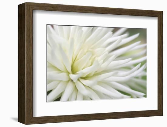 Dahlia Abstract-Anna Miller-Framed Photographic Print