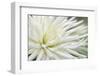 Dahlia Abstract-Anna Miller-Framed Photographic Print