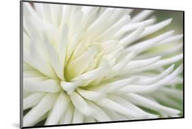 Dahlia Abstract-Anna Miller-Mounted Photographic Print