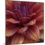 Dahlia Abstract-Anna Miller-Mounted Photographic Print