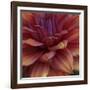 Dahlia Abstract-Anna Miller-Framed Photographic Print