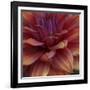 Dahlia Abstract-Anna Miller-Framed Photographic Print