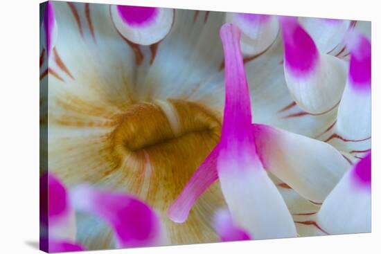 Dahlia Anemone (Urticina Felina) Close-Up, Saltstraumen, Bod?, Norway, October 2008-Lundgren-Stretched Canvas