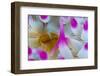 Dahlia Anemone (Urticina Felina) Close-Up, Saltstraumen, Bod?, Norway, October 2008-Lundgren-Framed Photographic Print