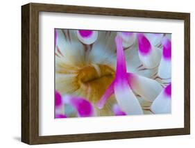 Dahlia Anemone (Urticina Felina) Close-Up, Saltstraumen, Bod?, Norway, October 2008-Lundgren-Framed Photographic Print