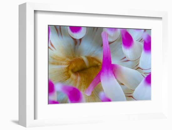 Dahlia Anemone (Urticina Felina) Close-Up, Saltstraumen, Bod?, Norway, October 2008-Lundgren-Framed Photographic Print