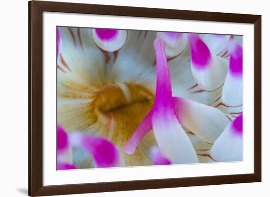 Dahlia Anemone (Urticina Felina) Close-Up, Saltstraumen, Bod?, Norway, October 2008-Lundgren-Framed Photographic Print