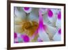 Dahlia Anemone (Urticina Felina) Close-Up, Saltstraumen, Bod?, Norway, October 2008-Lundgren-Framed Photographic Print