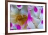 Dahlia Anemone (Urticina Felina) Close-Up, Saltstraumen, Bod?, Norway, October 2008-Lundgren-Framed Photographic Print