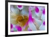 Dahlia Anemone (Urticina Felina) Close-Up, Saltstraumen, Bod?, Norway, October 2008-Lundgren-Framed Photographic Print