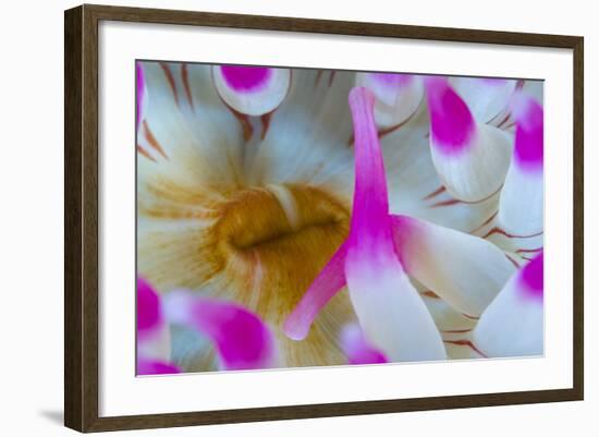 Dahlia Anemone (Urticina Felina) Close-Up, Saltstraumen, Bod?, Norway, October 2008-Lundgren-Framed Photographic Print