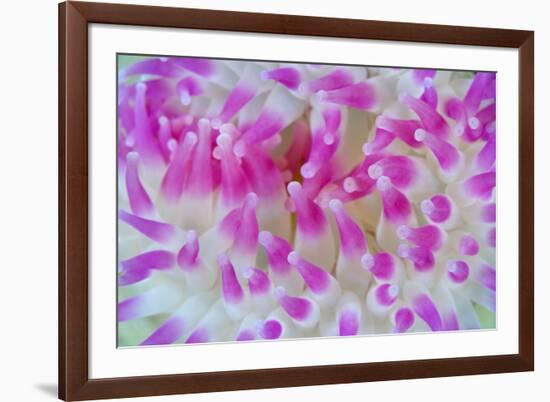 Dahlia Anemone (Urticina Felina) Close-Up, Saltstraumen, Bodø, Norway, October 2008-Lundgren-Framed Photographic Print