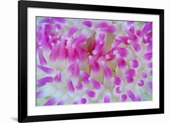 Dahlia Anemone (Urticina Felina) Close-Up, Saltstraumen, Bodø, Norway, October 2008-Lundgren-Framed Photographic Print