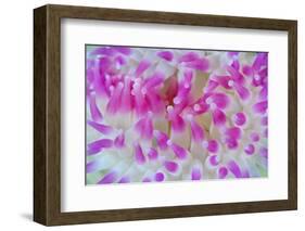 Dahlia Anemone (Urticina Felina) Close-Up, Saltstraumen, Bodø, Norway, October 2008-Lundgren-Framed Photographic Print