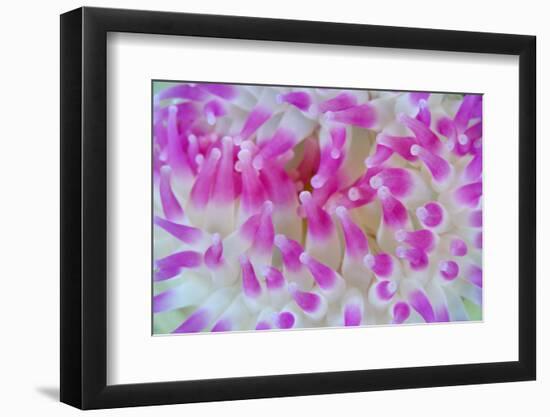 Dahlia Anemone (Urticina Felina) Close-Up, Saltstraumen, Bodø, Norway, October 2008-Lundgren-Framed Photographic Print