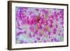 Dahlia Anemone (Urticina Felina) Close-Up, Saltstraumen, Bodø, Norway, October 2008-Lundgren-Framed Photographic Print