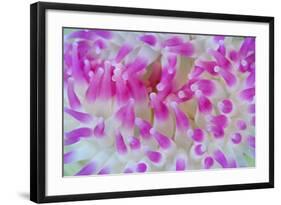 Dahlia Anemone (Urticina Felina) Close-Up, Saltstraumen, Bodø, Norway, October 2008-Lundgren-Framed Photographic Print