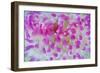 Dahlia Anemone (Urticina Felina) Close-Up, Saltstraumen, Bodø, Norway, October 2008-Lundgren-Framed Photographic Print