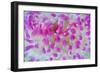 Dahlia Anemone (Urticina Felina) Close-Up, Saltstraumen, Bodø, Norway, October 2008-Lundgren-Framed Photographic Print