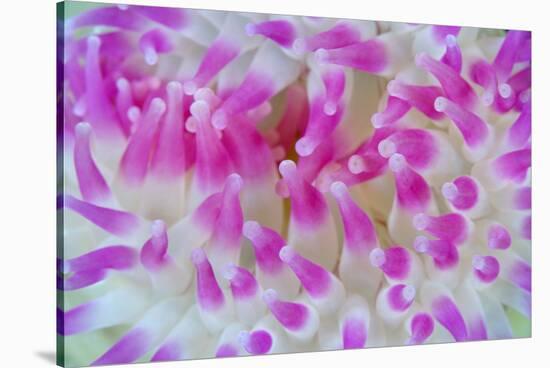 Dahlia Anemone (Urticina Felina) Close-Up, Saltstraumen, Bodø, Norway, October 2008-Lundgren-Stretched Canvas