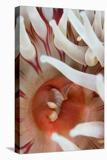 Dahlia Anemone (Urticina Felina) Close-Up, with an Amphipod, Saltstraumen, Bod?, Norway, October-Lundgren-Stretched Canvas