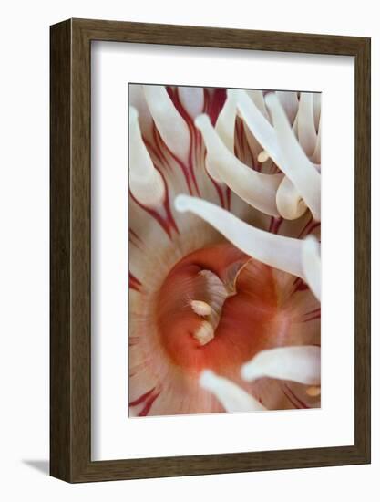 Dahlia Anemone (Urticina Felina) Close-Up, with an Amphipod, Saltstraumen, Bod?, Norway, October-Lundgren-Framed Photographic Print