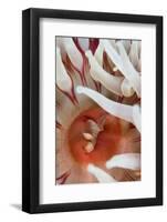 Dahlia Anemone (Urticina Felina) Close-Up, with an Amphipod, Saltstraumen, Bod?, Norway, October-Lundgren-Framed Photographic Print