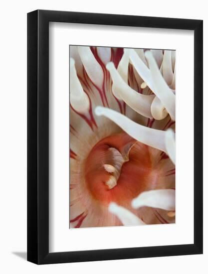 Dahlia Anemone (Urticina Felina) Close-Up, with an Amphipod, Saltstraumen, Bod?, Norway, October-Lundgren-Framed Photographic Print