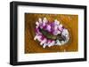 Dahlia Anemone (Urticina Felina) in the Process of Opening - Retracting Tentacles, Bod?, Norway-Lundgren-Framed Premium Photographic Print